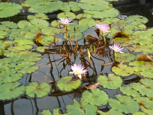 神戸花鳥園4