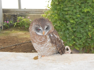 神戸花鳥園5